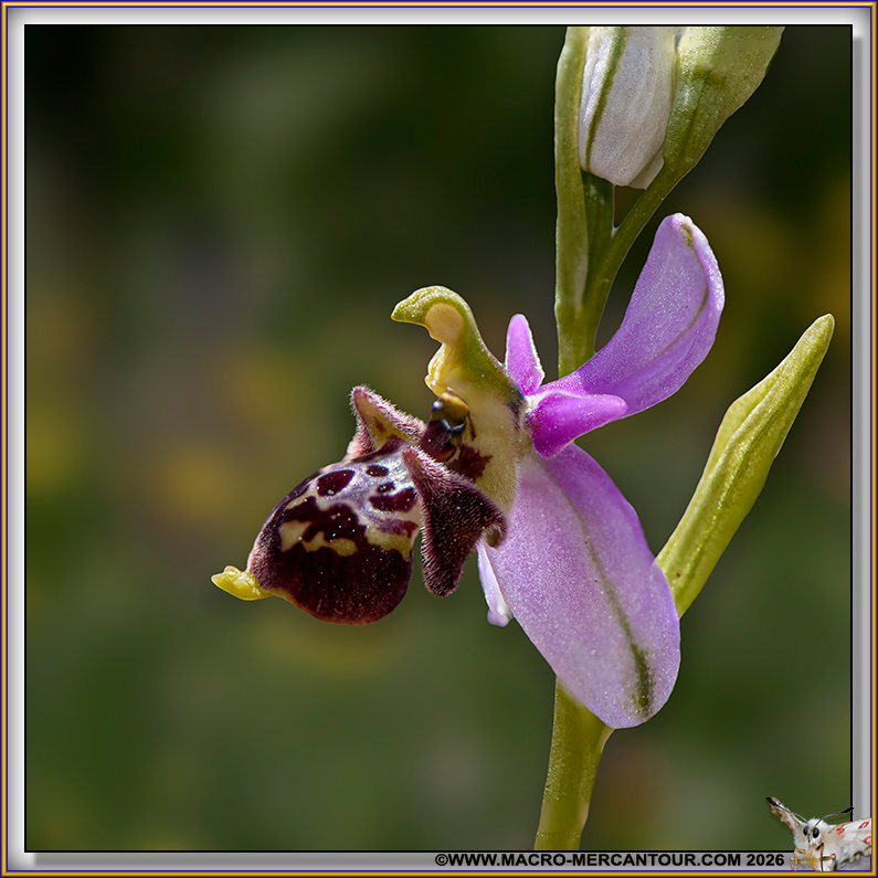 Ophrys B&eacute;casse